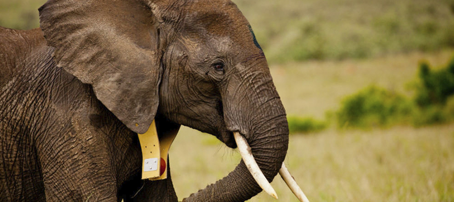 elephant tracking collars